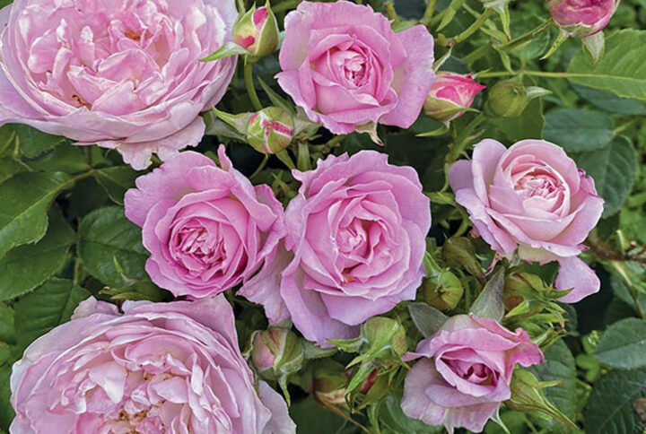 Троянда Парблю (Parbleu)