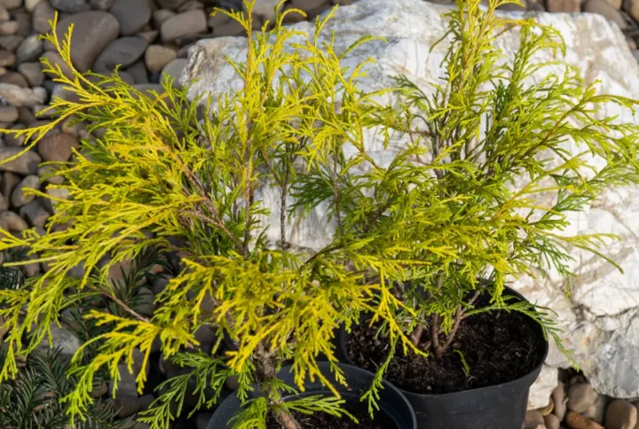 Кипарисовик горіхоплідний Filifera Aurea