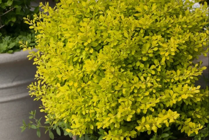 Барбарис Тунберга Ауреа (Aurea)