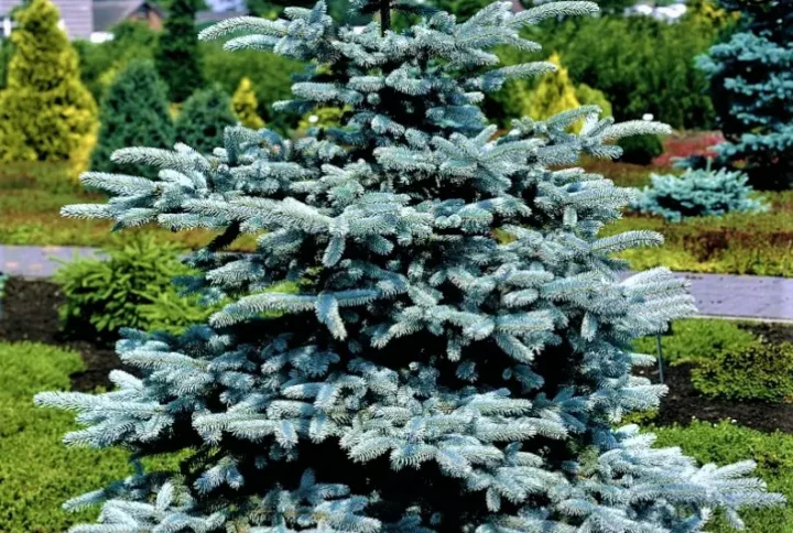 Ялина блакитна Маджестік Blue Spruce Majestic
