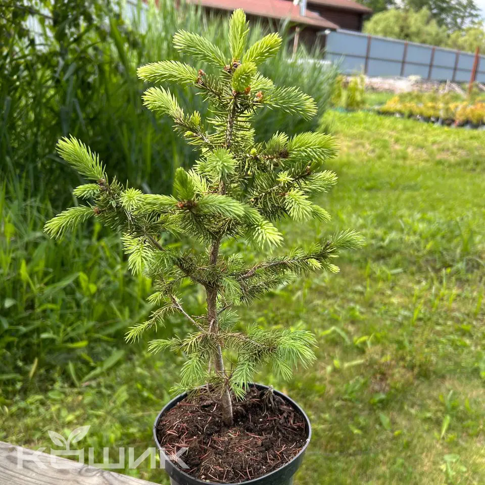 Blue-Spruce-Majestic_1