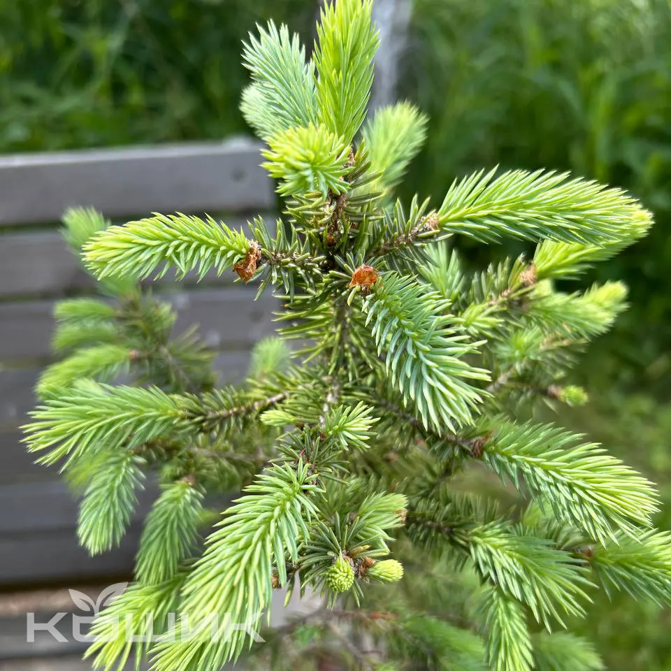 Blue-Spruce-Majestic_2