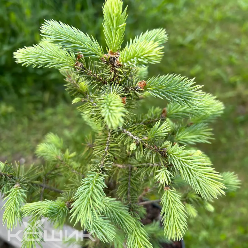 Blue-Spruce-Majestic_3