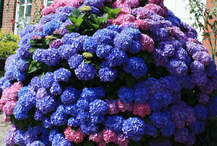 Гортензія крупнолиста Букет троянд (Bouquet Rose)