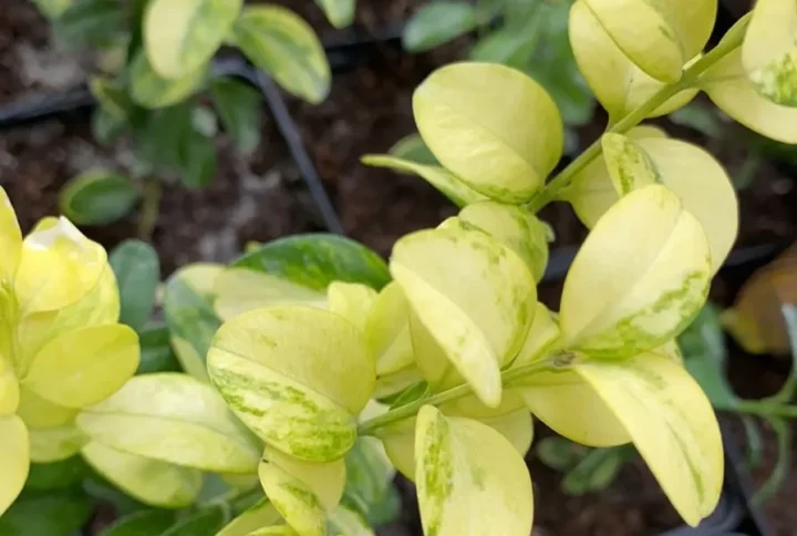 Самшит варієгатний (Buxus Variegata)