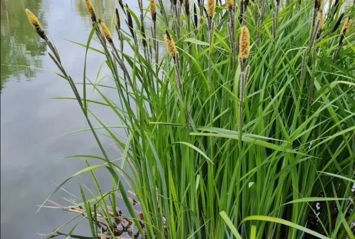 carex acuta (осока гостра)