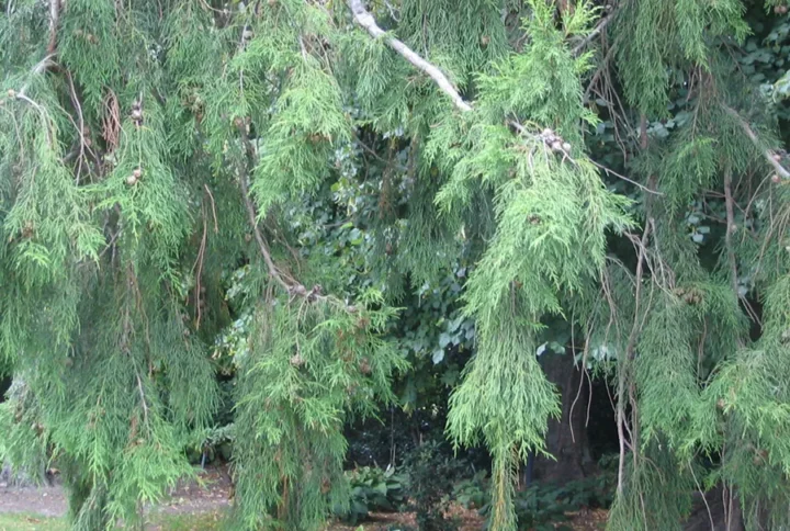 Кипарис гімалайський Cupressus torulosa