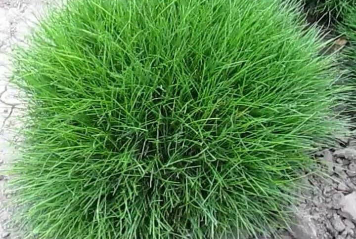 Festuca Gautieri (вівсяниця Готьє)