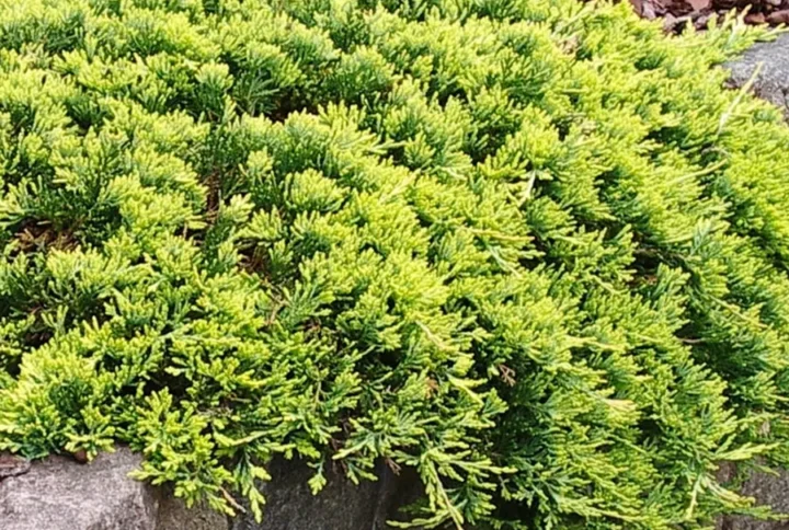 Ялівець горизонтальний Голден Карпет Juniperus horizontalis Golden Carpet