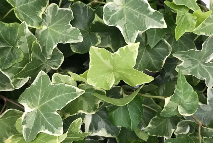 Плющ варієгатний "Гаральд" (Hedera helix Harald)