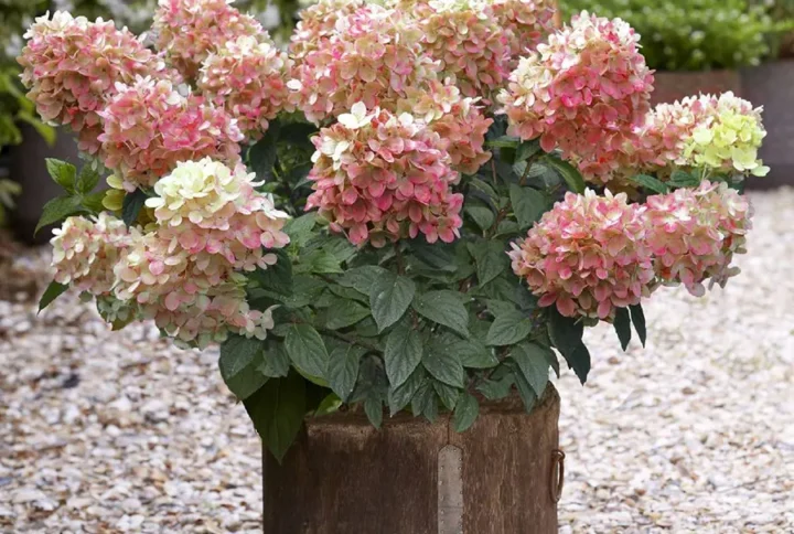 Гортензія волотиста карликова “Графіті” (Hydrangea paniculata Graffiti)