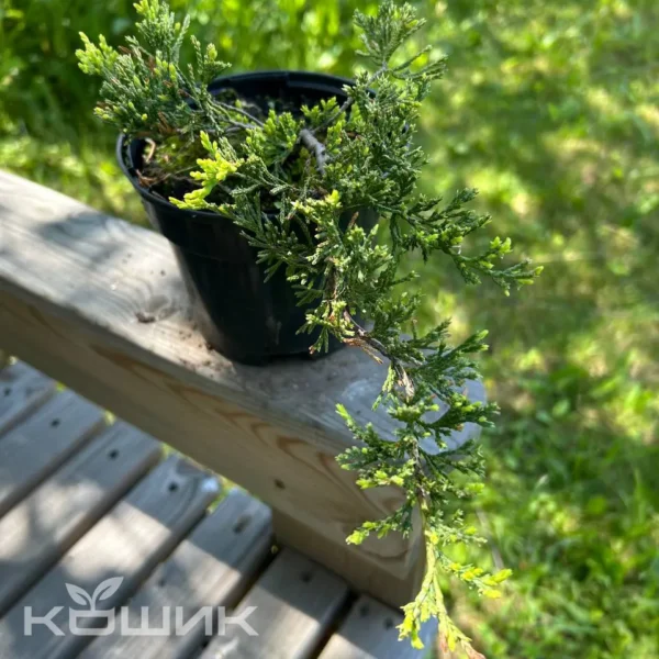 Ялівець горизонтальний «Голден Карпет»