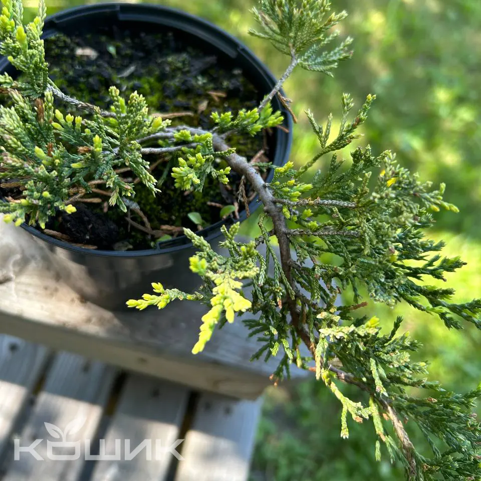 Juniperus-horizontalis-Golden-Carpet_2