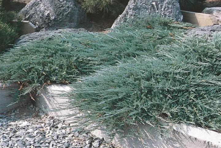 Ялівець горизонтальний Хюз Juniperus horizontalis Hughes