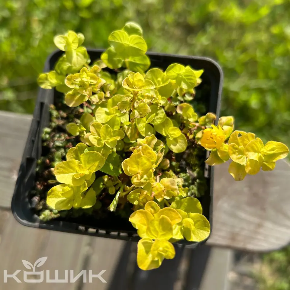 Lysimachia-nummularia-Aurea_1