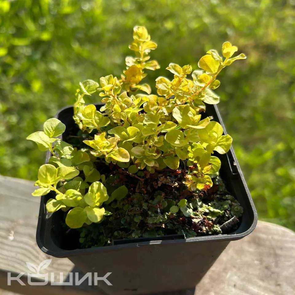Lysimachia-nummularia-Aurea_2