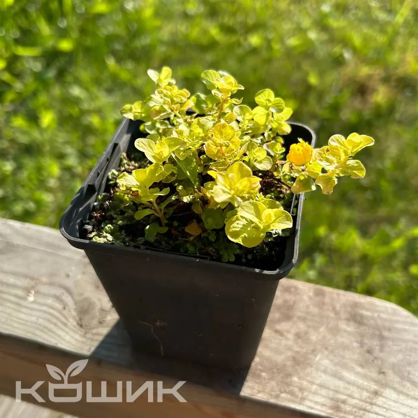 Lysimachia-nummularia-Aurea_3