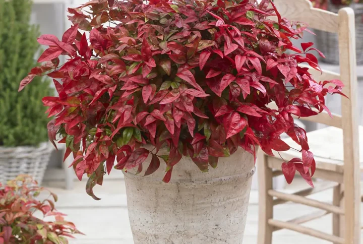 Нандіна домашня (Nandina domestica)