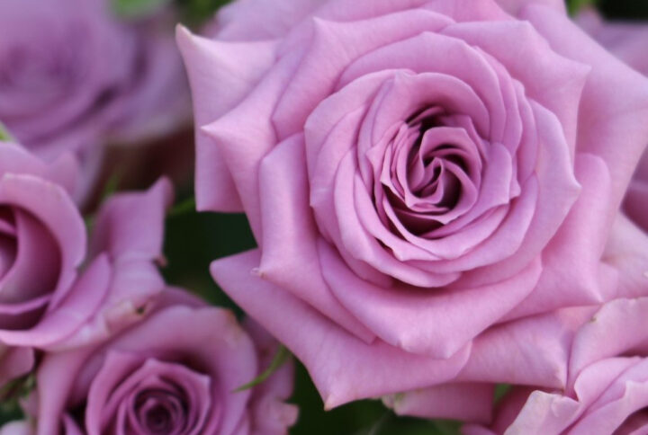 Троянда Оушен Мікадо (Ocean Mikado)