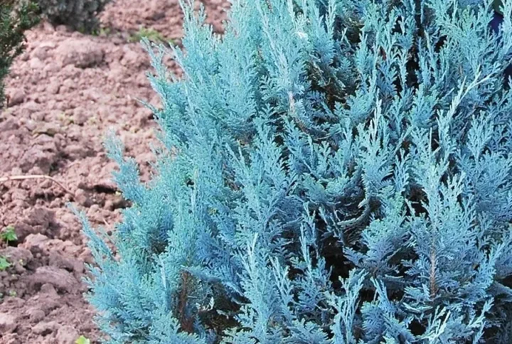 Кипарисовик Лавсона 'Пельтс Блю' Chamaecyparis lawsoniana Pelt’s Blue