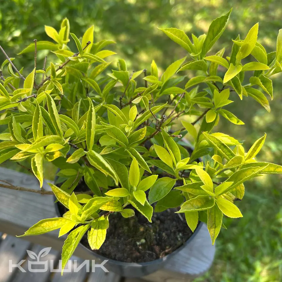 Philadelphus-coronarius-Aureus_2