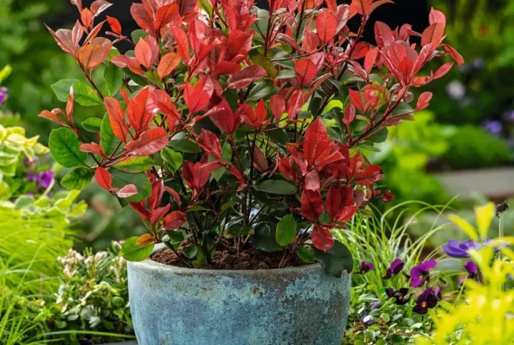 Фотінія "Ред Робін" (Photinia x fraseri  Red Robin)