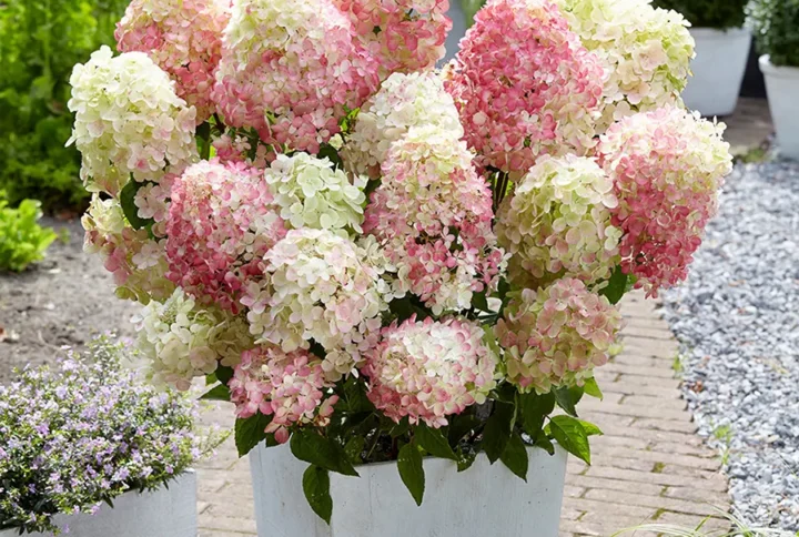 Гортензія волотиста карликова “Лівінг Пінкі Проміс” (Hydrangea paniculata Living Pinky Promise)