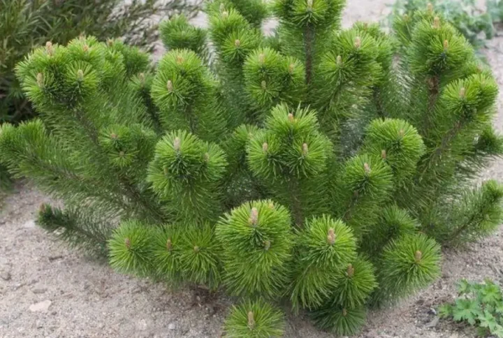 Сосна гірська карликова мугус Pinus Mugo Mughus