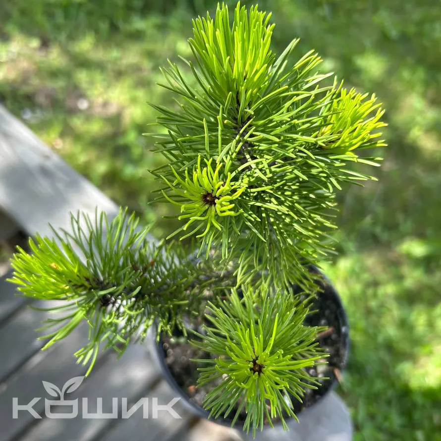 Pinus-Mugo-Mughus_1