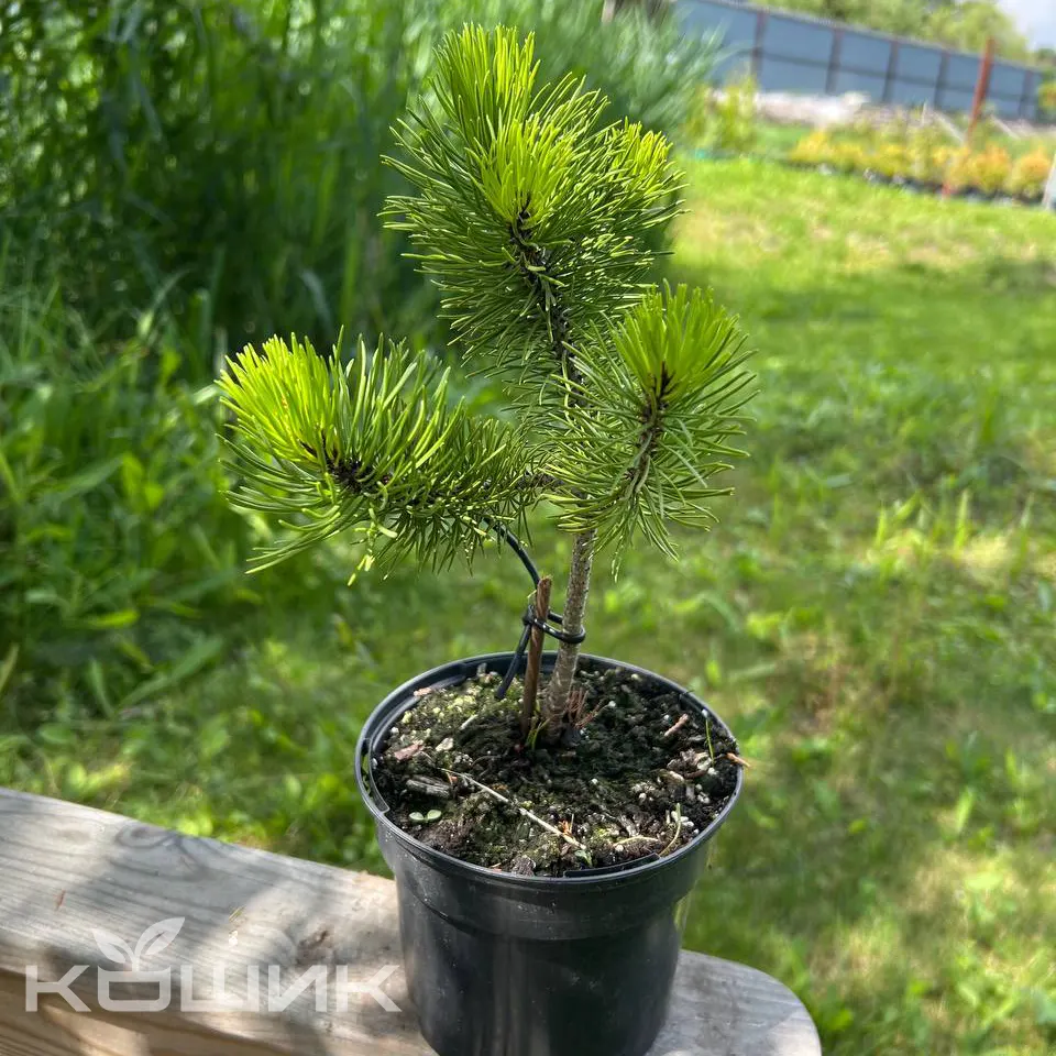Pinus-Mugo-Mughus_2
