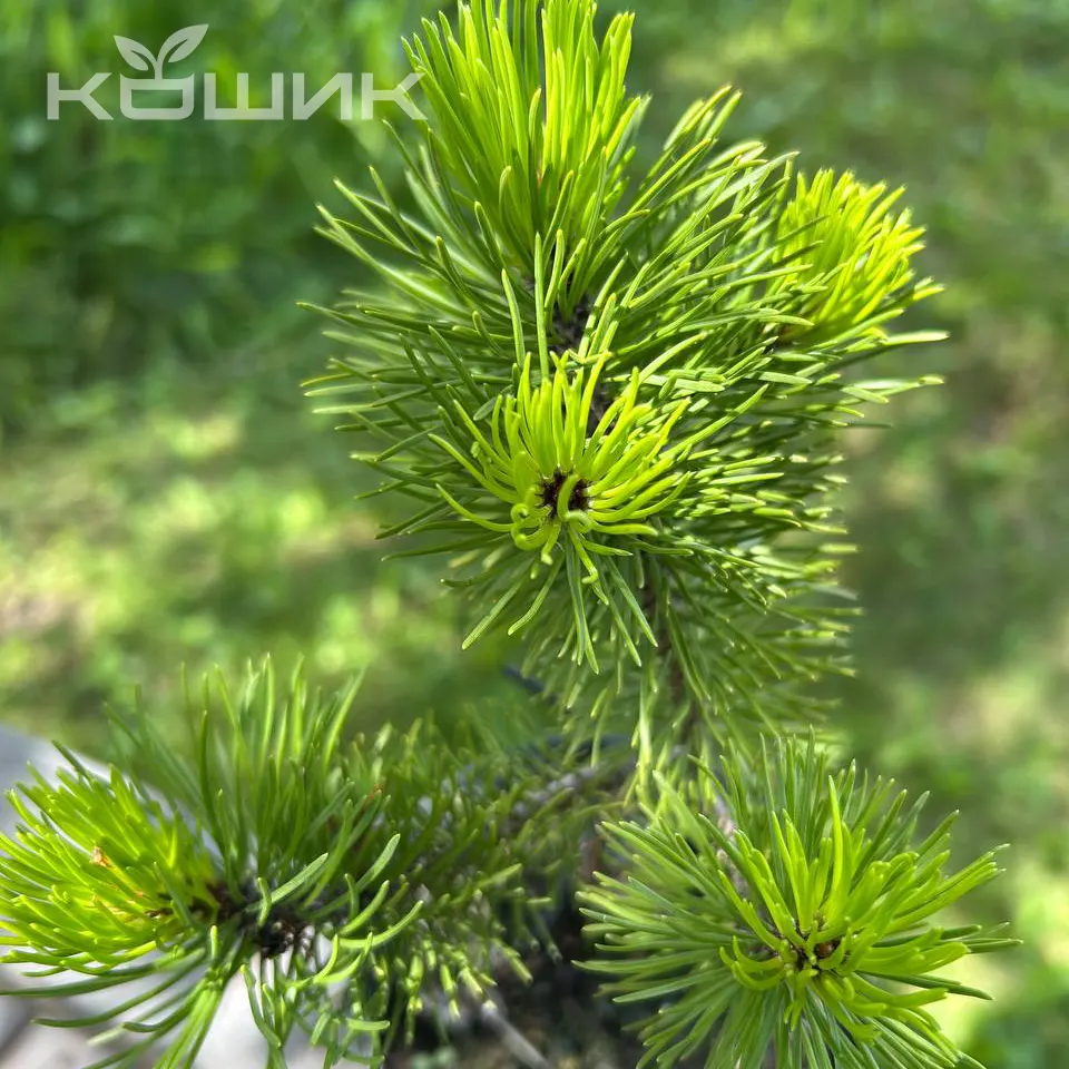 Pinus-Mugo-Mughus_3
