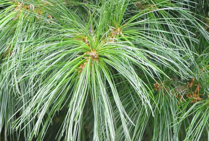 Сосна кедрова Арманді (Pinus armandii)
