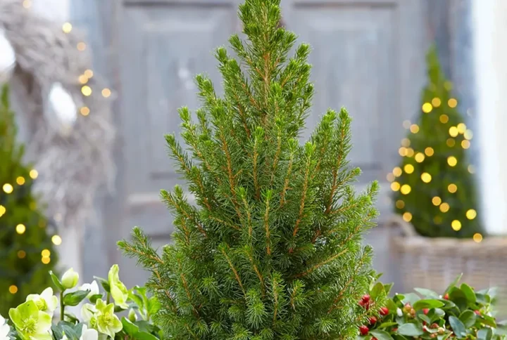 Ялина канадська Рейнбовз Енд Picea glauca Rainbows End