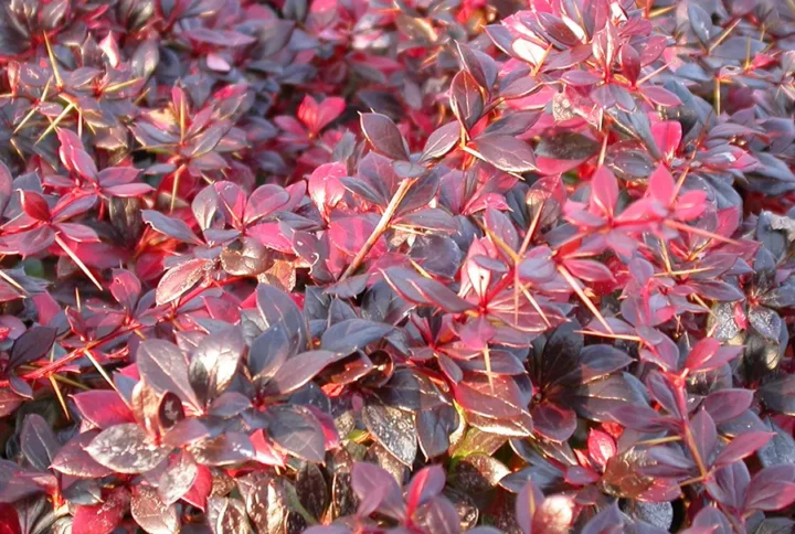 Барбарис Тунберга Ред Джевел (Red Jewel)