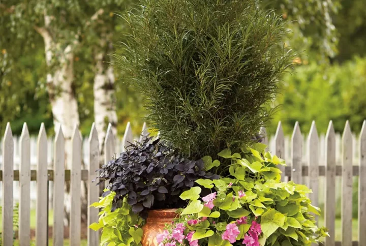 Крушина ламка Файн Лайн Rhamnus frangula Fine Line