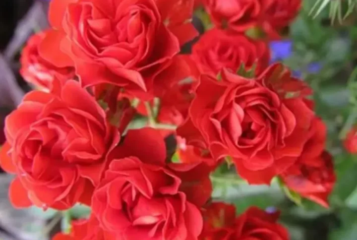 роянда Скарлет Мейяндекор Ред Фейрі (Scarlet Meillandecor)