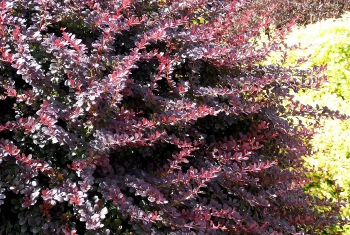 Барбарис оттавський Сілвер Майлс (Silver Miles)