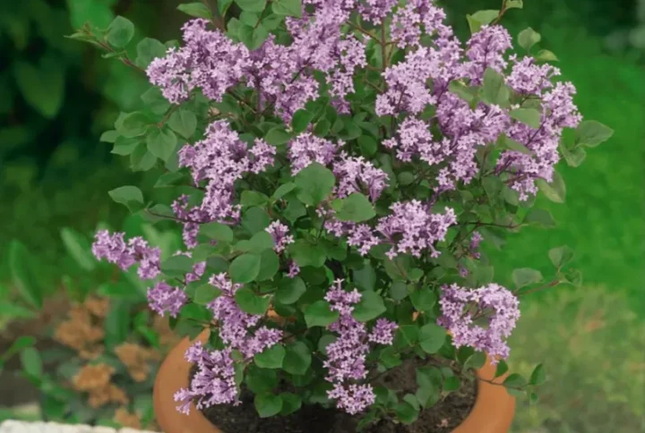 Бузок Меєра Палібін Syringa meyeri Palibin