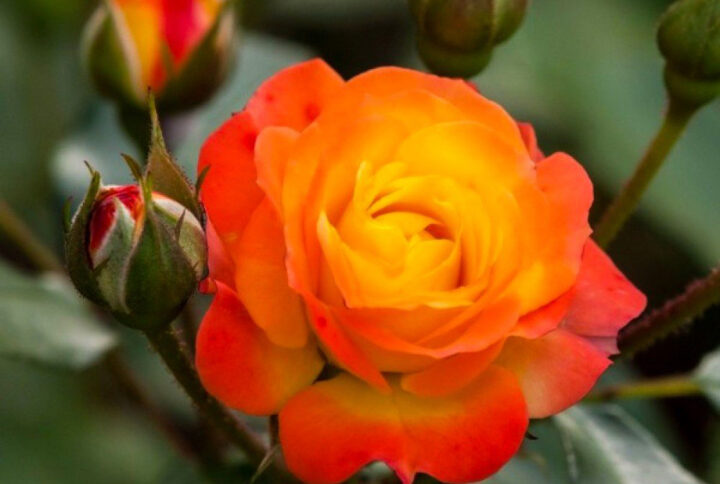 Троянда спрей Тайфун (Taifun)