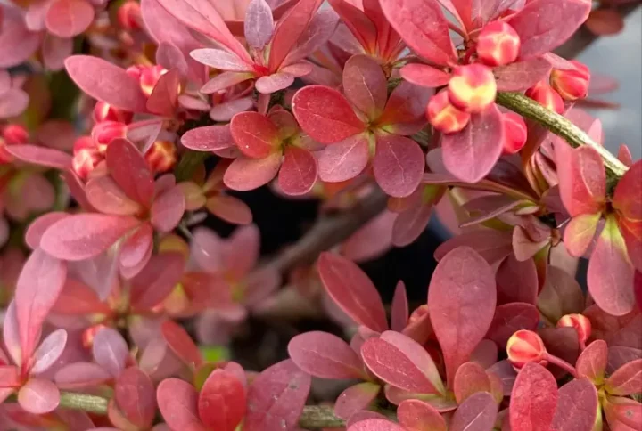 Барбарис Тунберга Веніс (Venice)