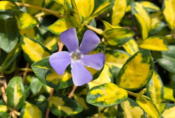 Барвінок малий  варієгатний "Іллюмінейшн" (Vinca minor Illumination)