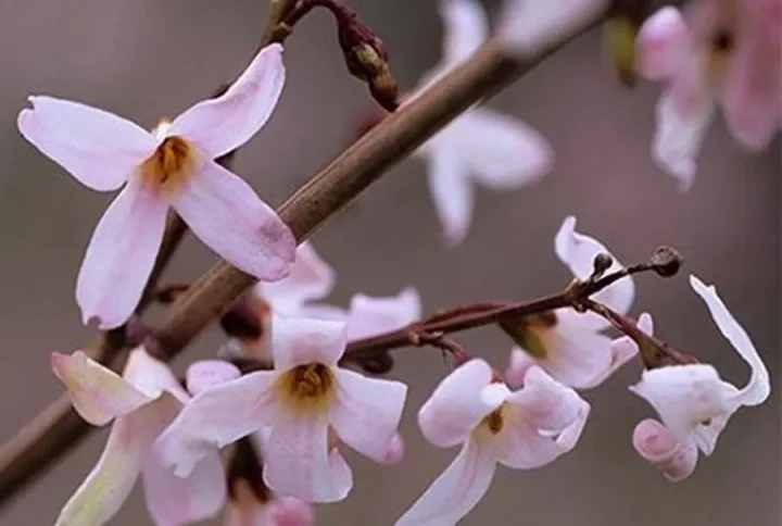 Рожева форзиція abeliophyllum distichum roseum