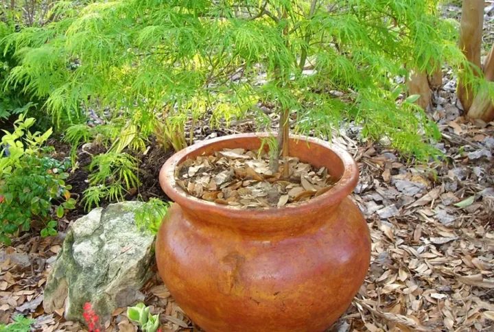 Клен японський пальмолистий Acer palmatum