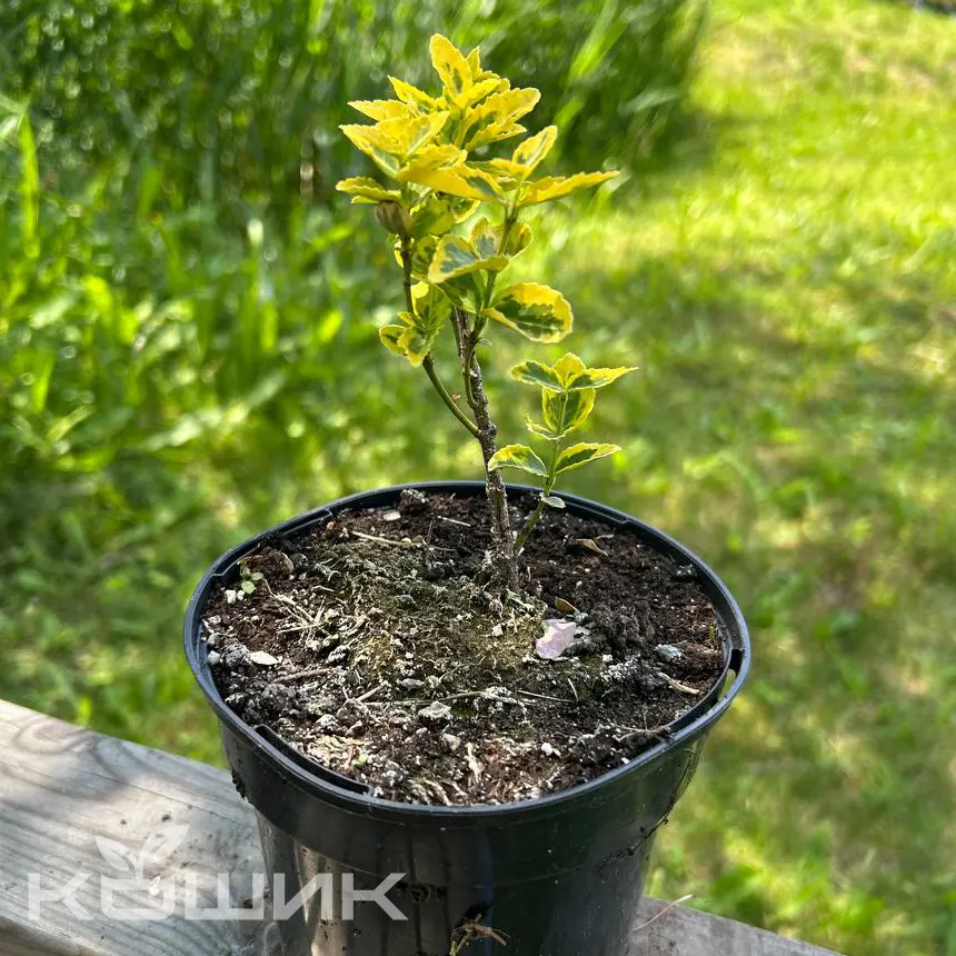 beresklet-forchuna-emerald-gold_1