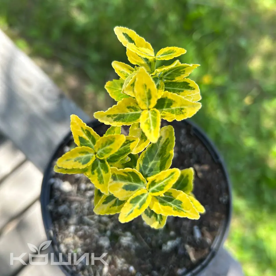 beresklet-forchuna-emerald-gold_2