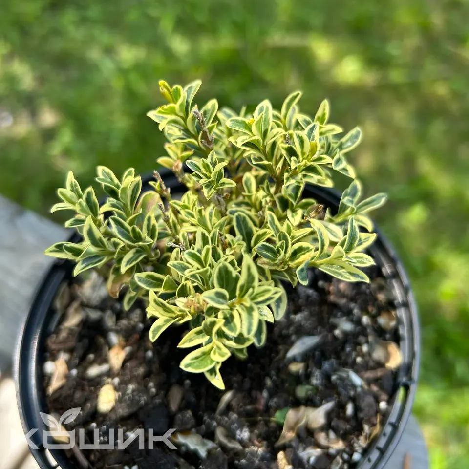 beresklet-yaponskyi-microphyllus-aureovariegatus_1