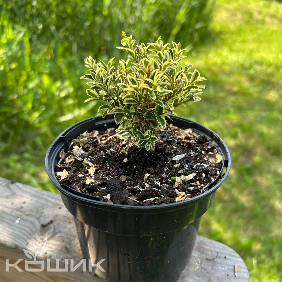 beresklet-yaponskyi-microphyllus-aureovariegatus_2