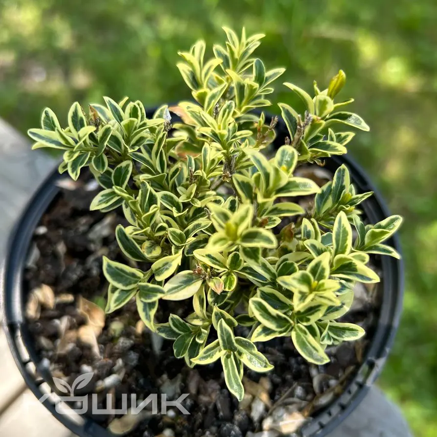 beresklet-yaponskyi-microphyllus-aureovariegatus_3