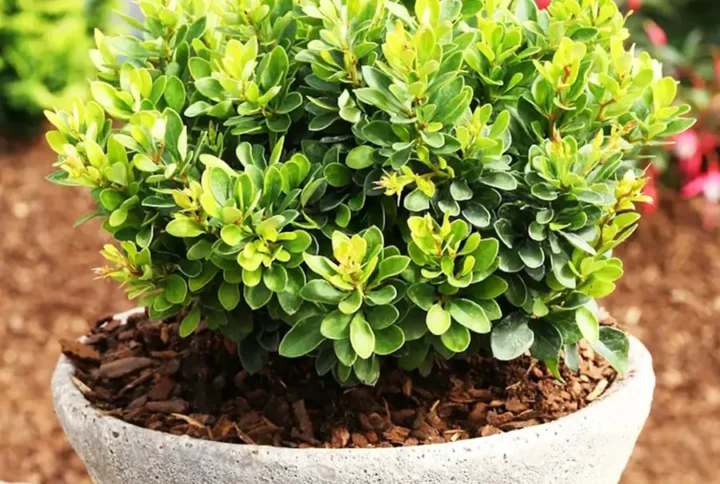 Барбарис Тунберга Kobold (кобольд)