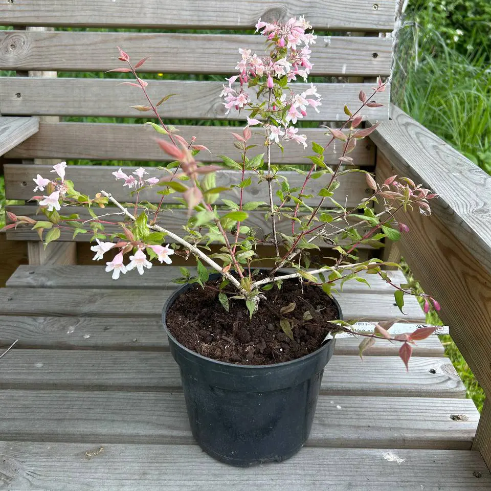 kolkvitsiia-pryiemna-pink-klaud_1